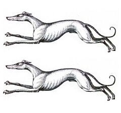 greyhounds (2)