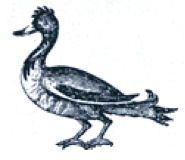 mallard