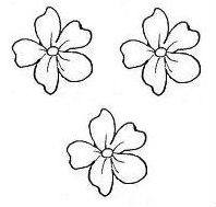 primroses (3)