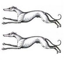 greyhounds (2)