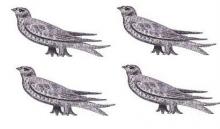 martlets (4)