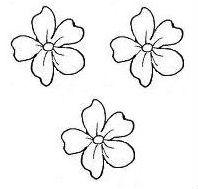 primroses (3)